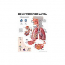 CHART RESPIRATORY SYSTEM  (RESP)