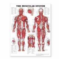 CHART MUSCULAR SYSTEM LAMINATED (MUSC)