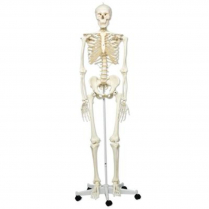 HUMAN SKELETON ON STAND (A10)