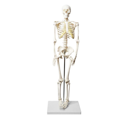  SKELETON HUMAN HALF UNASSEMBLED NATURAL